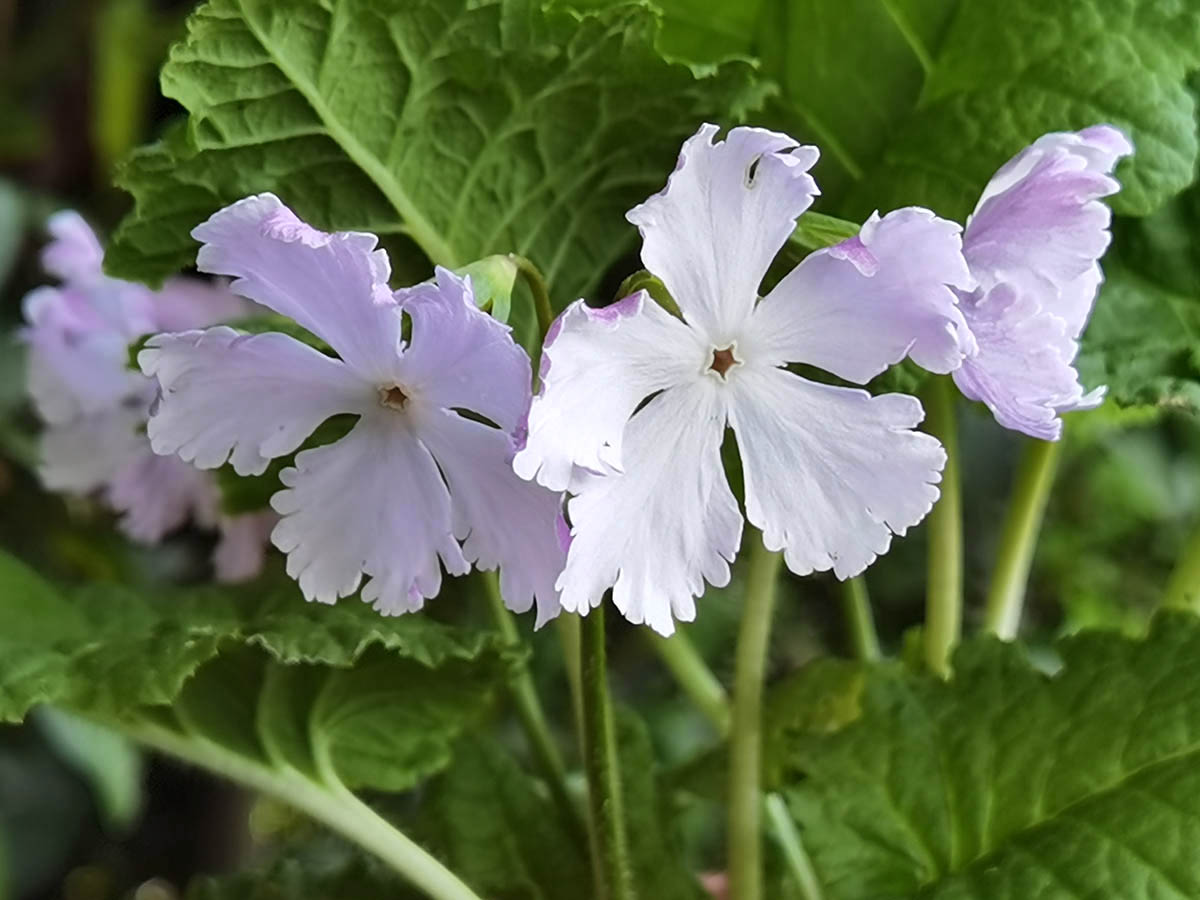 Primula sieboldii 'Westport'